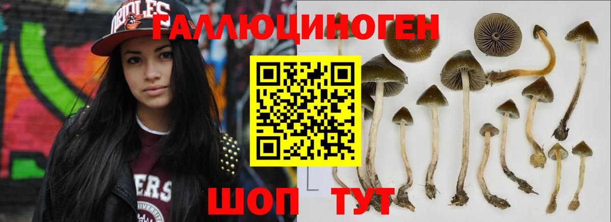 Королёв  Галлюциногенные грибы Cubensis  Вход с VPN 